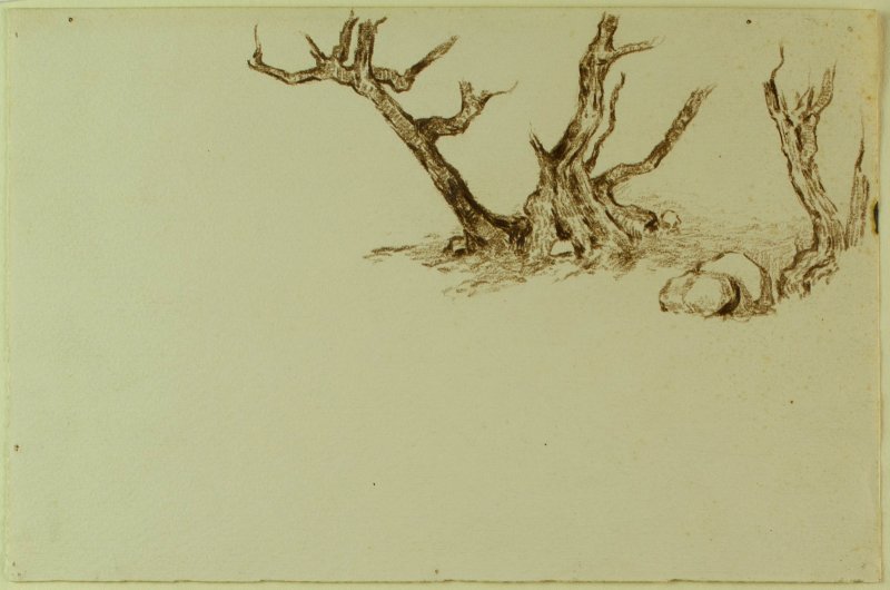 1897-1904 ca. - Alberi